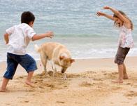 Домашні тварини