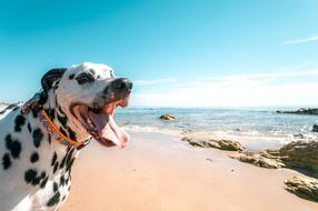 Top 5 dog beaches in Croatia