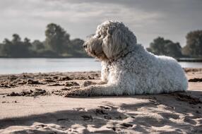 Le 5 migliori spiagge per cani in Croazia! Scoprite la nostra lista e i nostri consigli per i vostri amici a quattro zampe!