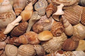 Makarska Valuable Collection of Shells