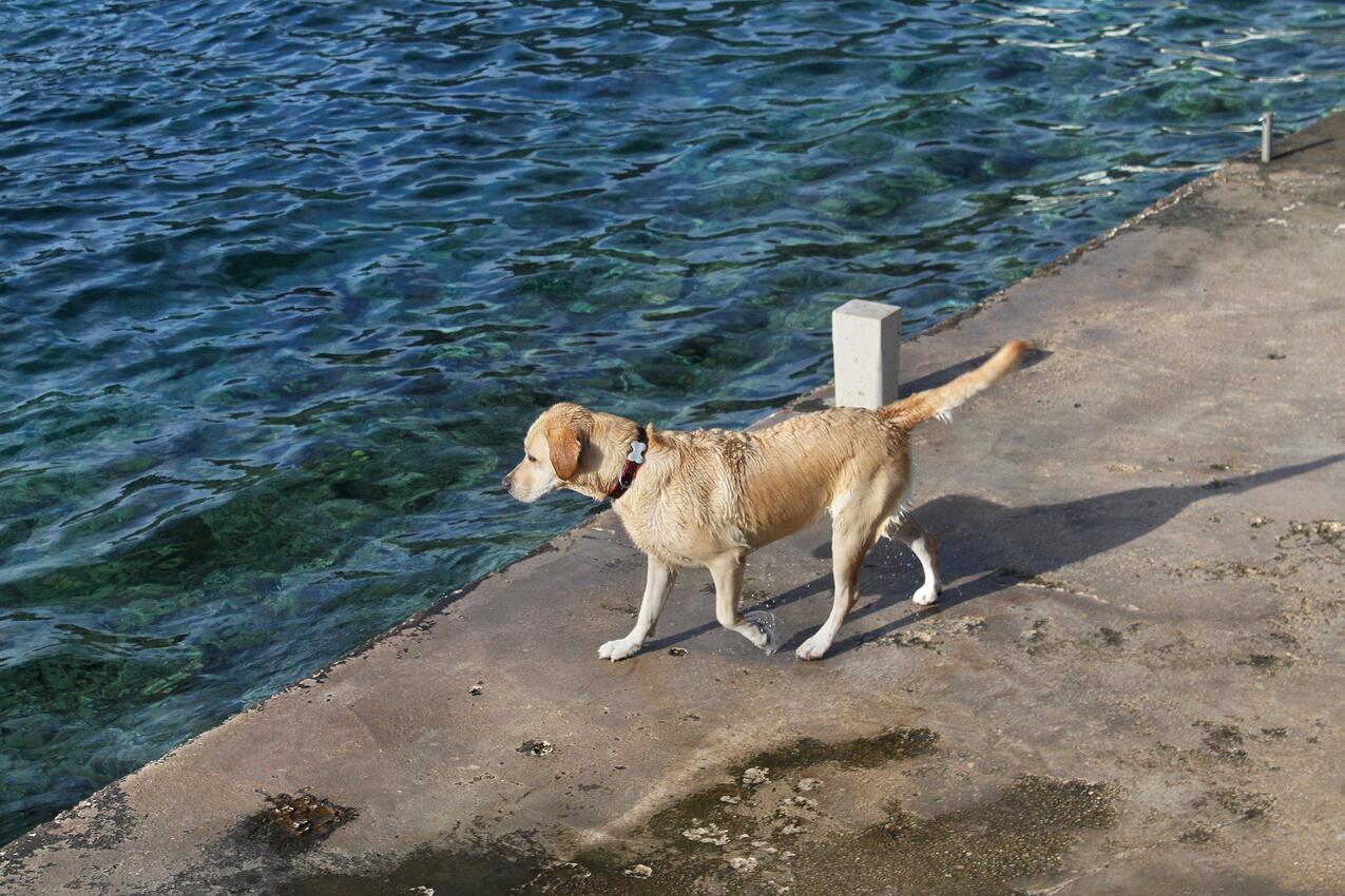 Legközelebbi strand - Apartmanok a tenger mellett Medvinjak, Korcula