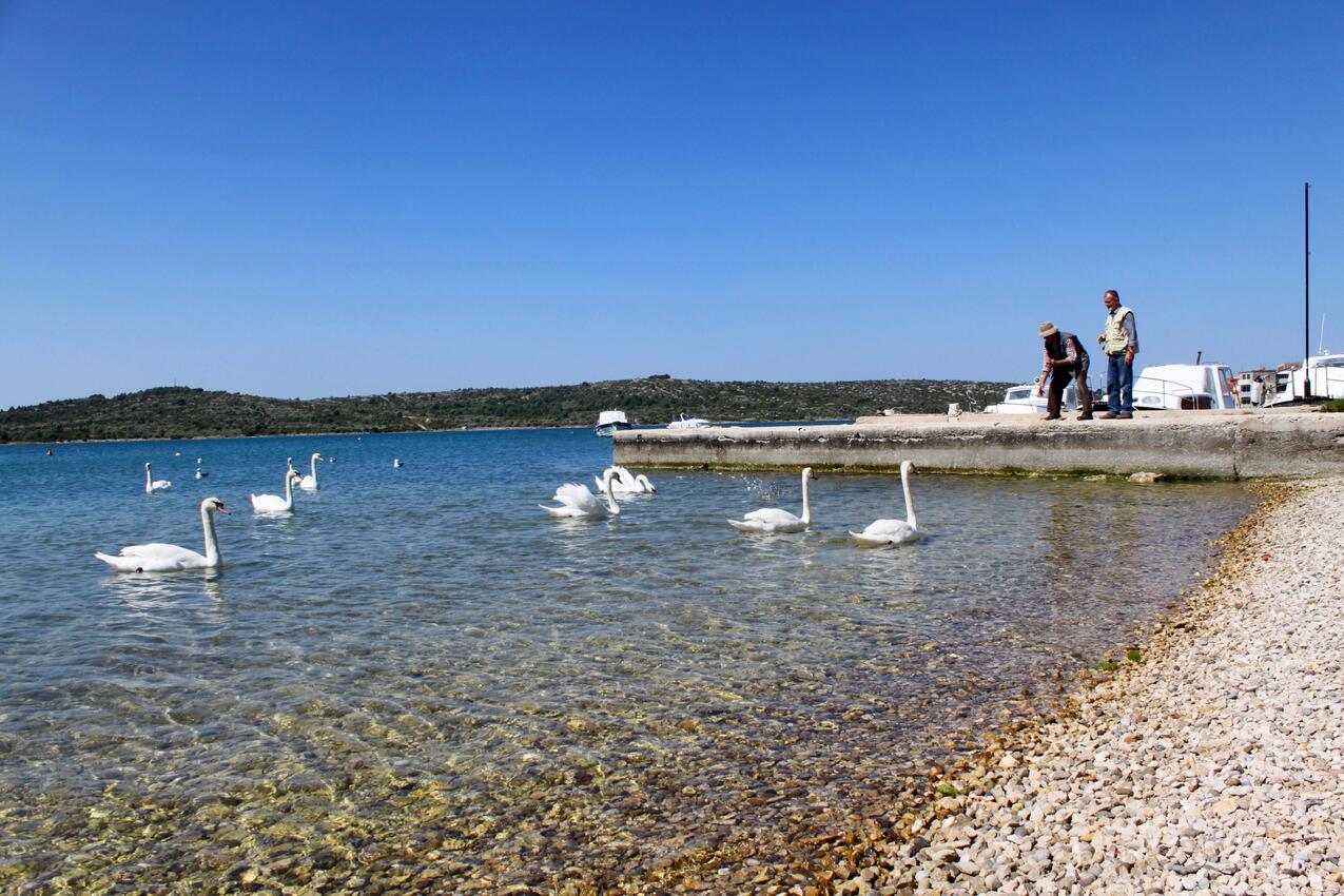 Legközelebbi strand - Apartmanok parkolóhellyel Pirovac, Sibenik