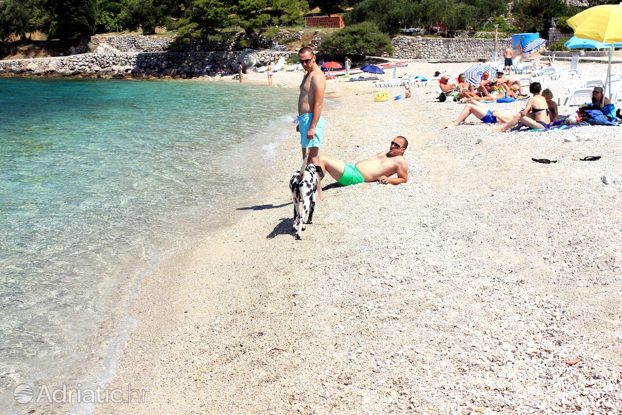 purenudism.com девочки в трусиках( Пляж Leptirica, Dubrovnik - Plat | Adriatic.hr