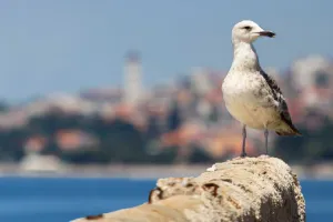 Galeb, sloboda u letu Rivijera Crikvenica Apartmani Hrvatska