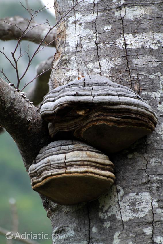 Paklenica Parque Nacional en Croacia