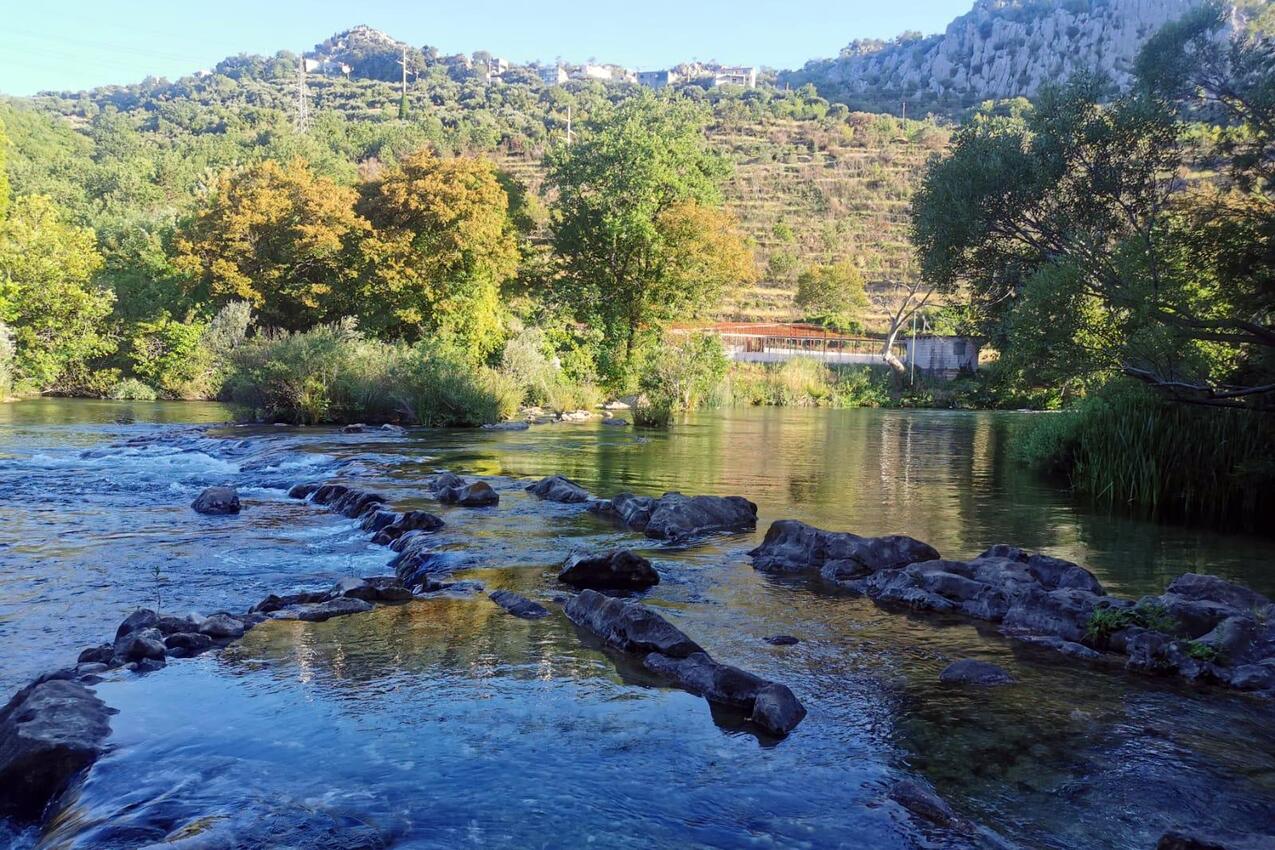 Kostanje u rivijeri Omiš (Srednja Dalmacija)