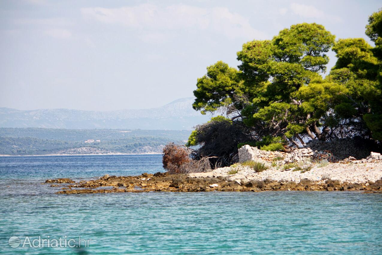 Krknjaši sur l’île Drvenik (Srednja Dalmacija)