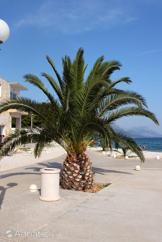 Živogošće - Blato riviéra Makarska (Srednja Dalmacija)