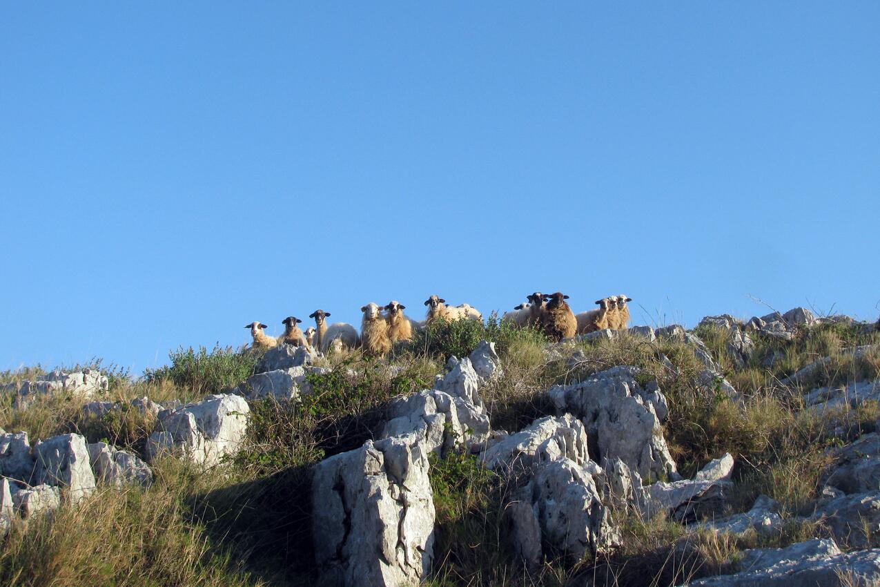 Lupešćina sull'isola Kornati (Sjeverna Dalmacija)