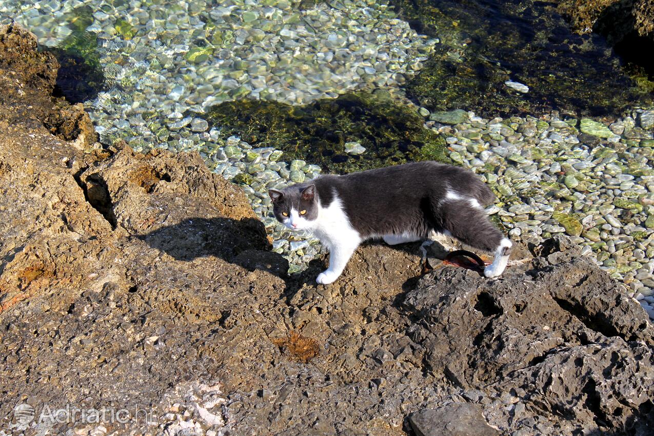 Sutivan on the island Brač (Srednja Dalmacija)