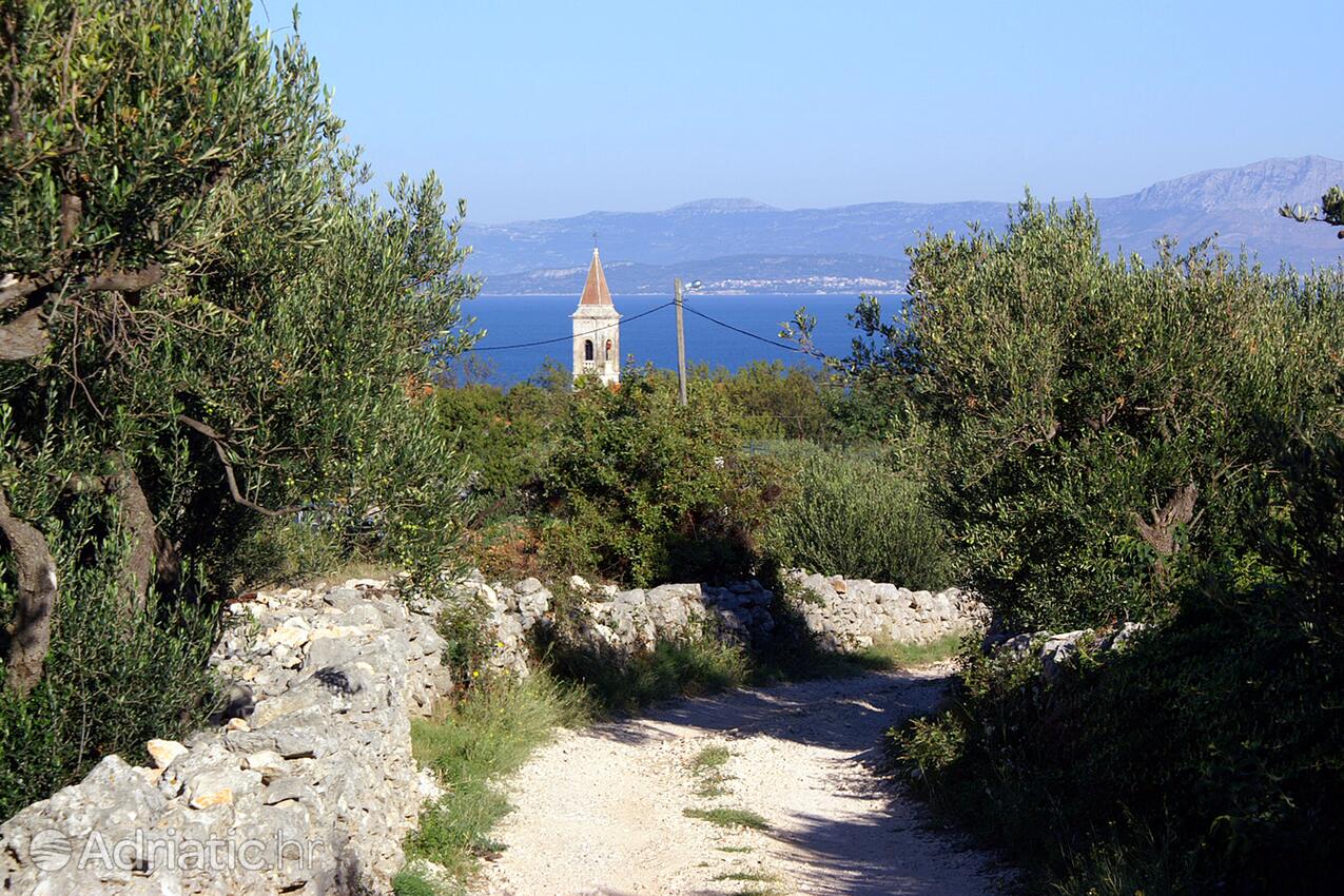 Mirca na wyspie Brač (Srednja Dalmacija)