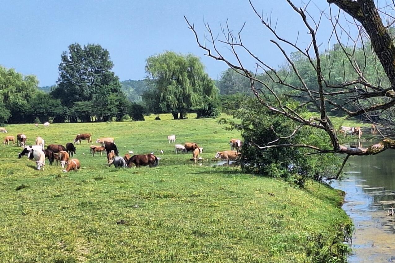 Trebež на Рив'єрі Moslavina (Kontinentalna Hrvatska)