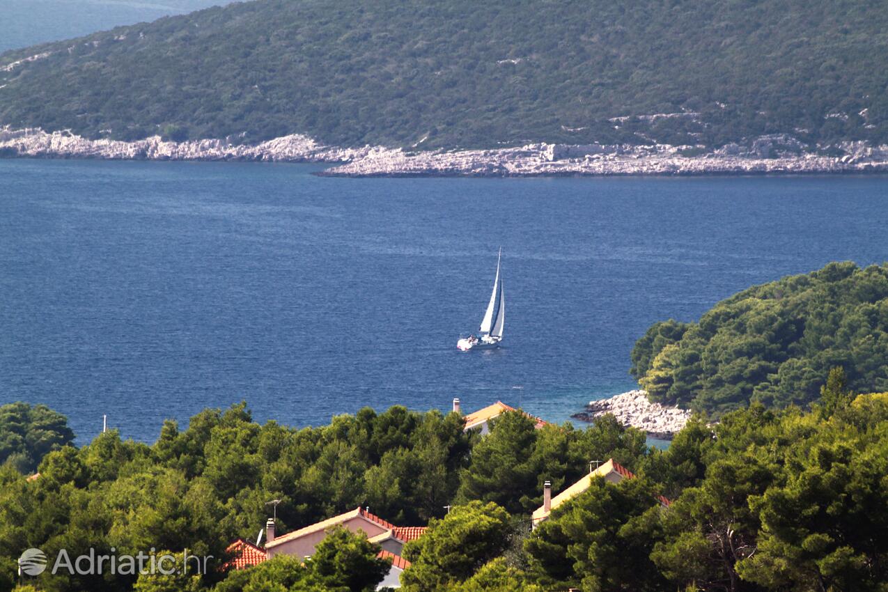 Maslinica na otoku Šolta (Srednja Dalmacija)