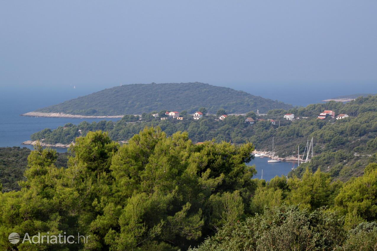 Maslinica na otoku Šolta (Srednja Dalmacija)