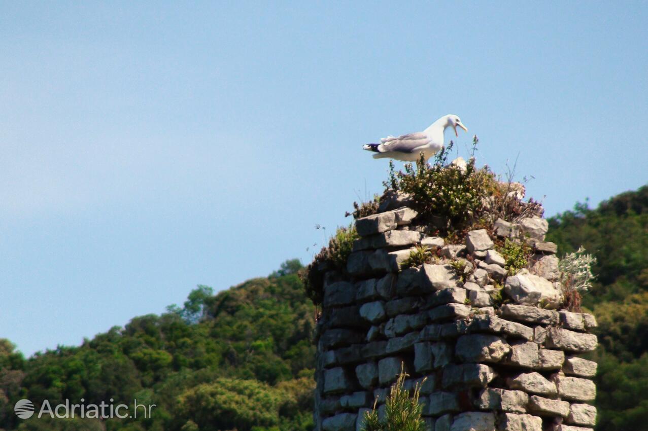 Polače på otoku Mljet (Južna Dalmacija)