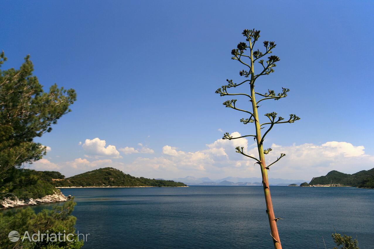 Sobra na otoku Mljet (Južna Dalmacija)