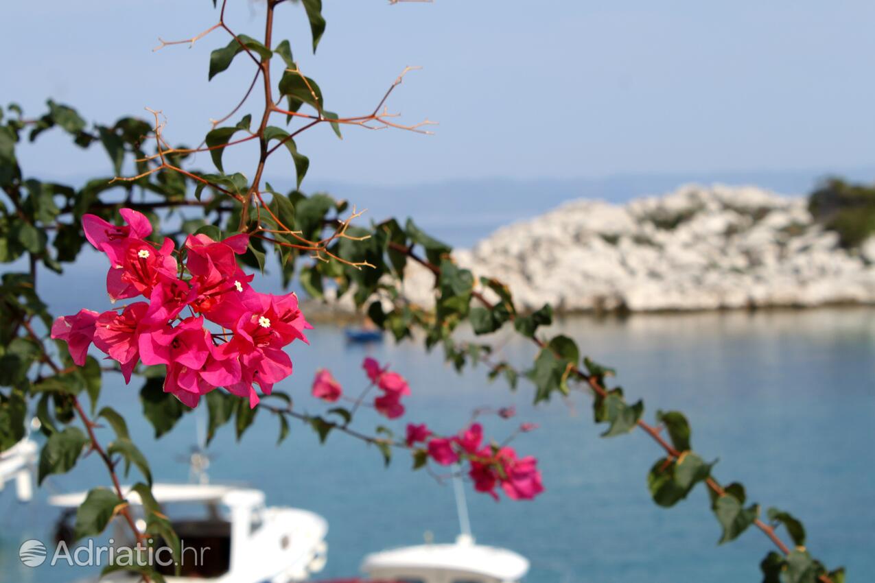 Zaklopatica auf der Insel  Lastovo (Južna Dalmacija)