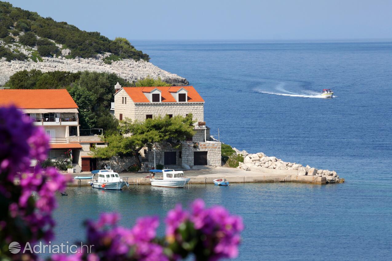 Zaklopatica острові Lastovo (Južna Dalmacija)