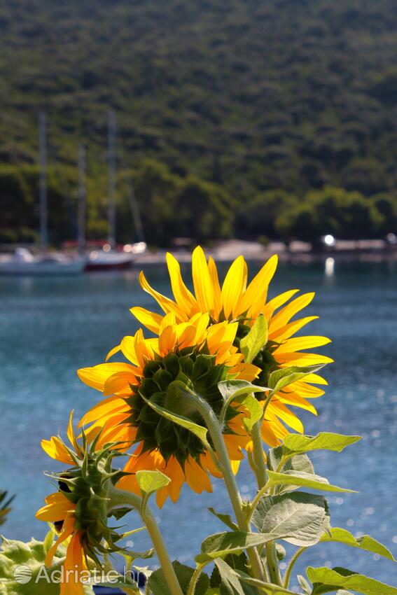 Pasadur sull'isola Lastovo (Južna Dalmacija)