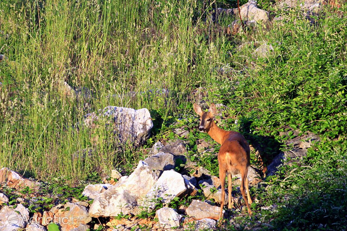 Njivice sull'isola Krk (Kvarner)