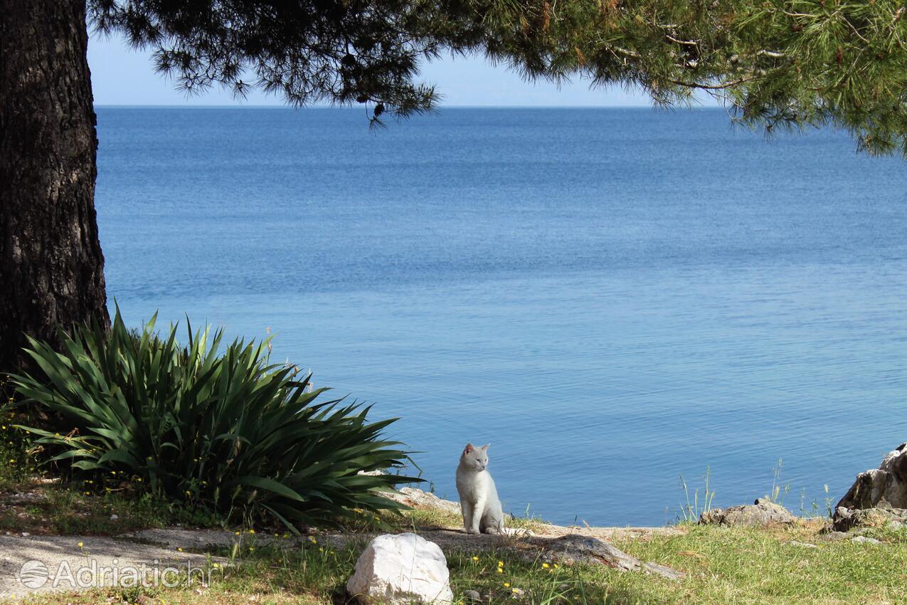 Vantačići na otoku Krk (Kvarner)