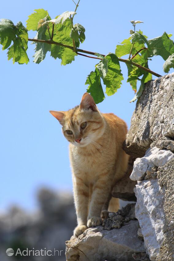 Vrbnik pe insula Krk (Kvarner)