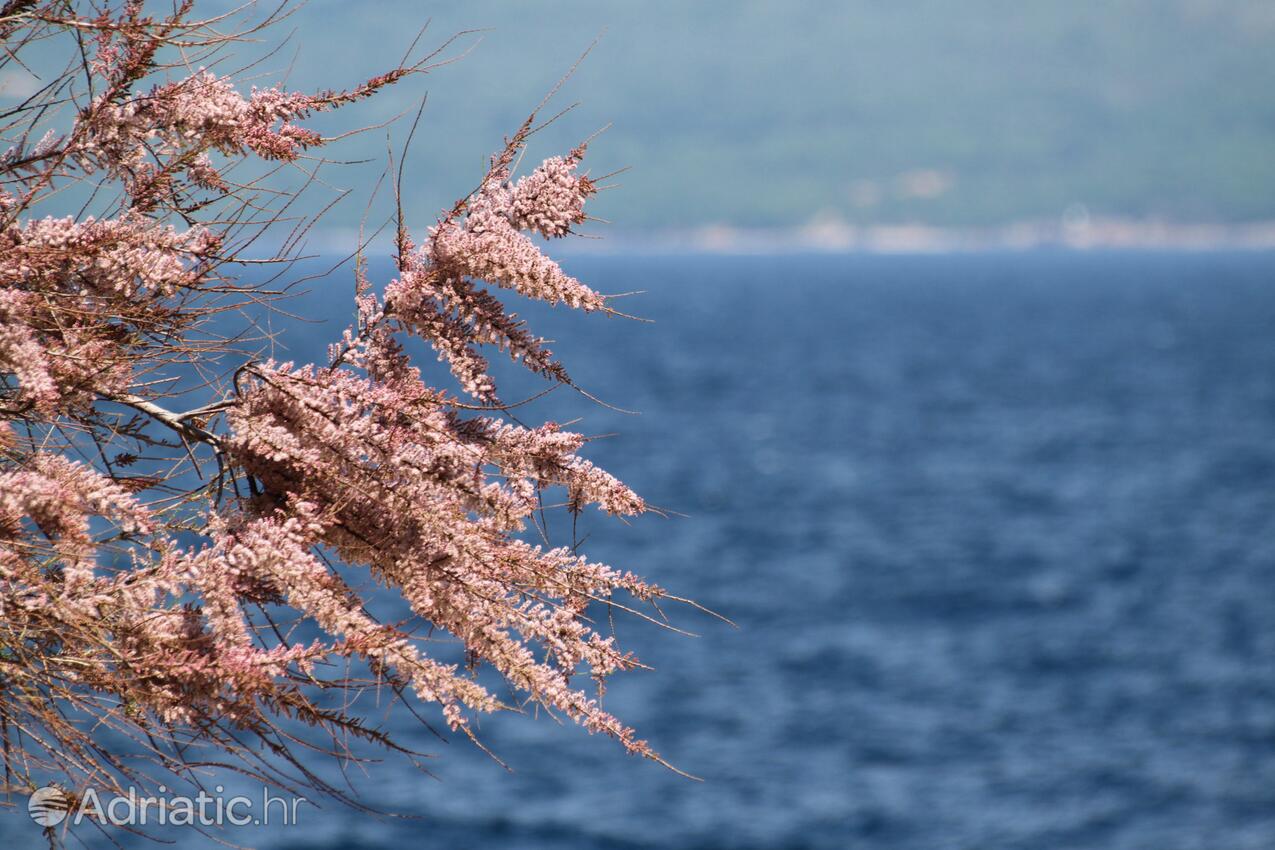 Vrbnik pe insula Krk (Kvarner)