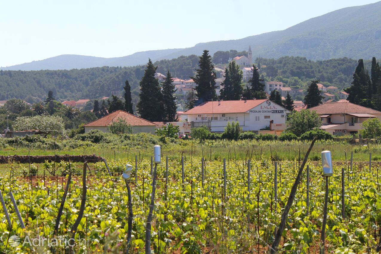 Jelsa Hvar szigeten (Srednja Dalmacija)