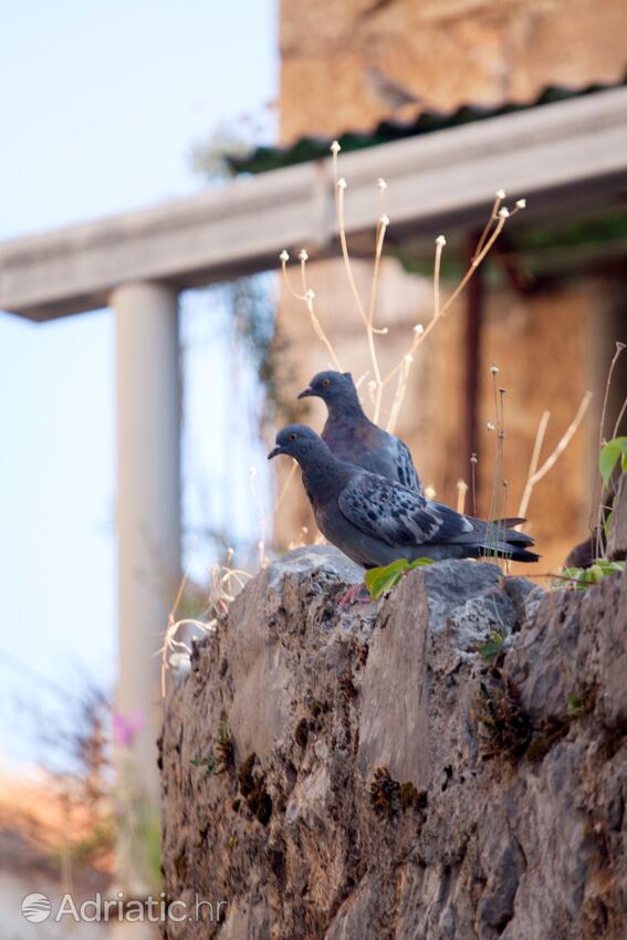 Jelsa Hvar szigeten (Srednja Dalmacija)