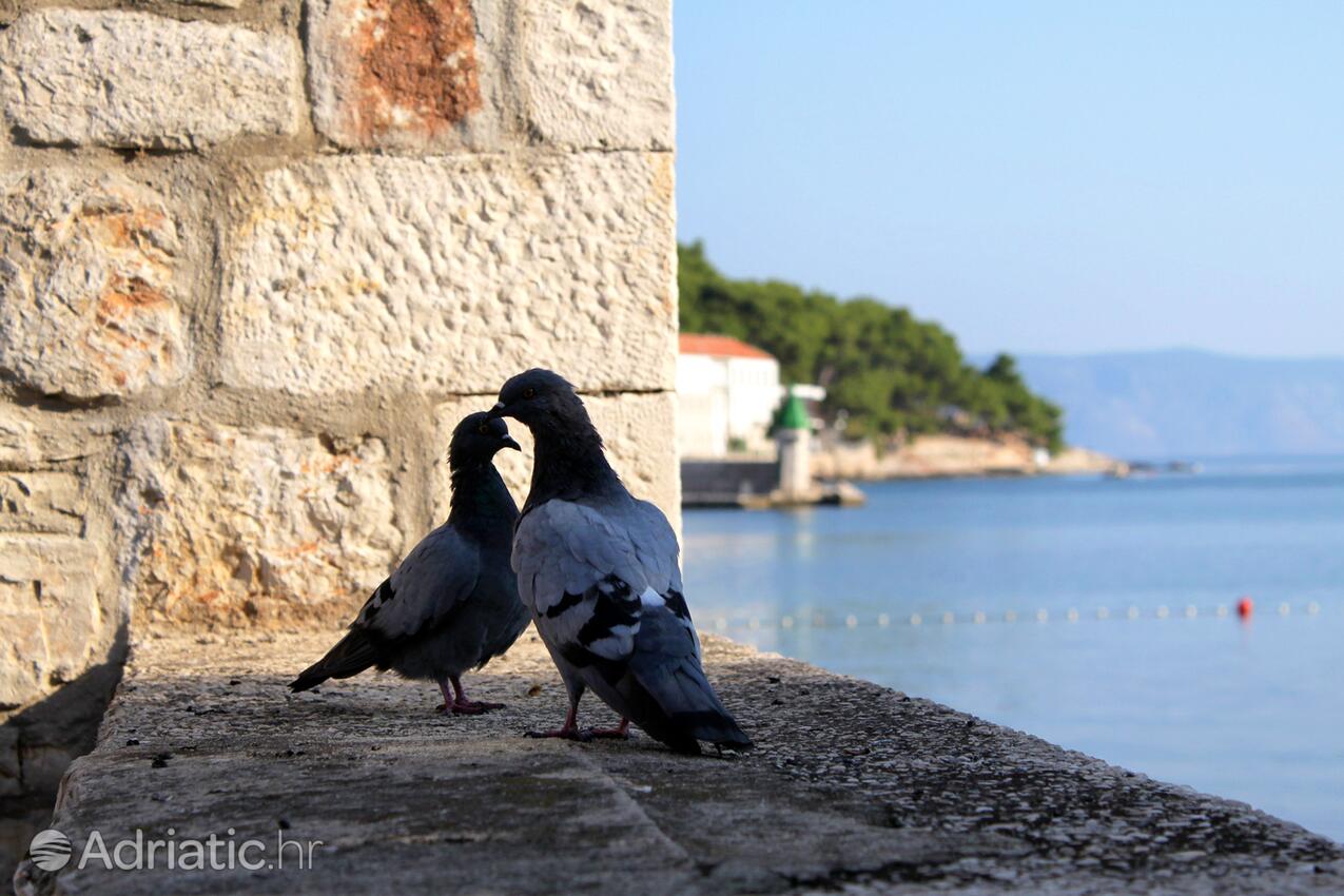 Jelsa na otoku Hvar (Srednja Dalmacija)