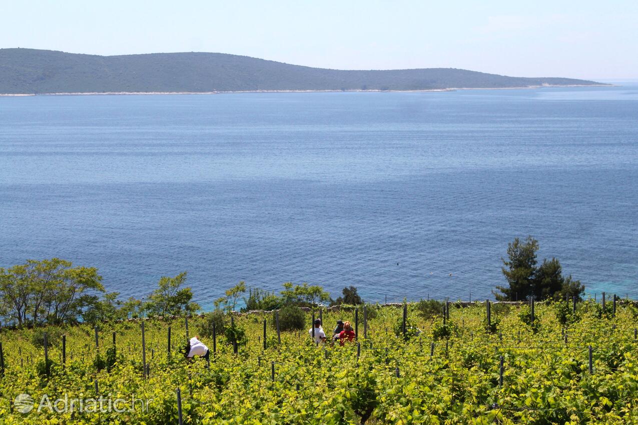 Zavala på otoku Hvar (Srednja Dalmacija)
