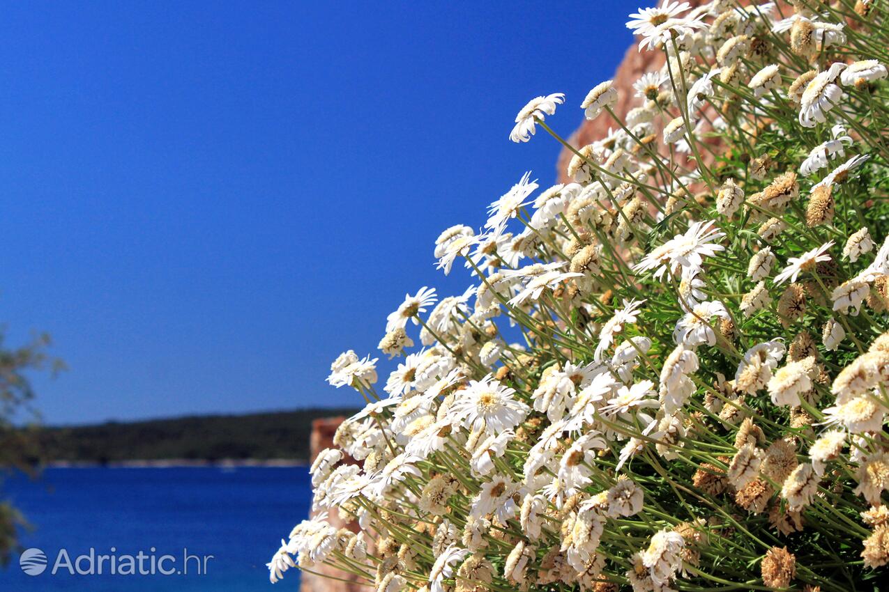 Zavala på otoku Hvar (Srednja Dalmacija)