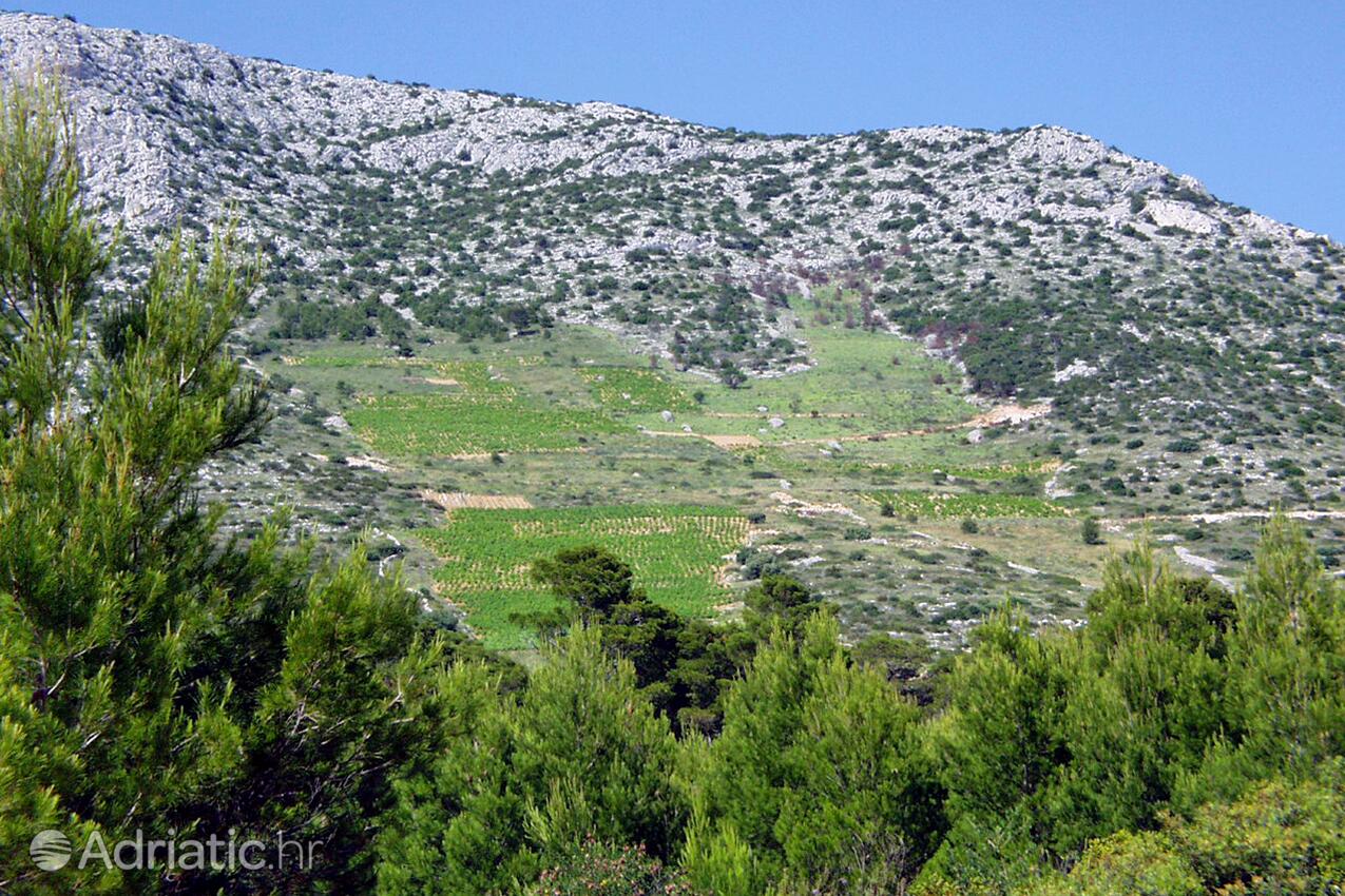 Ivan Dolac on the island Hvar (Srednja Dalmacija)