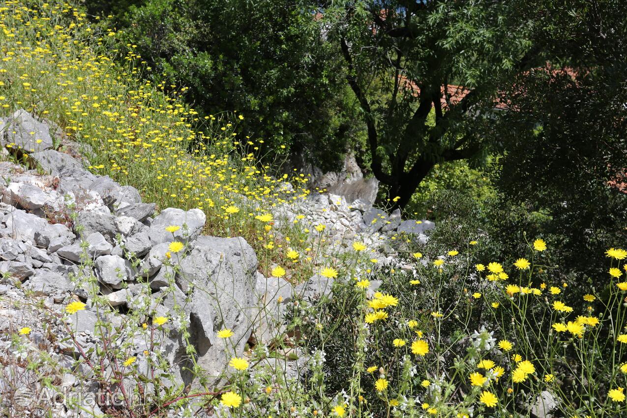 Račišće pe insula Korčula (Južna Dalmacija)