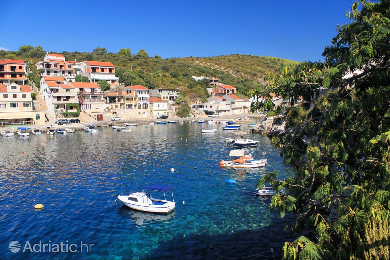 Zavalatica Korčula szigeten (Južna Dalmacija)