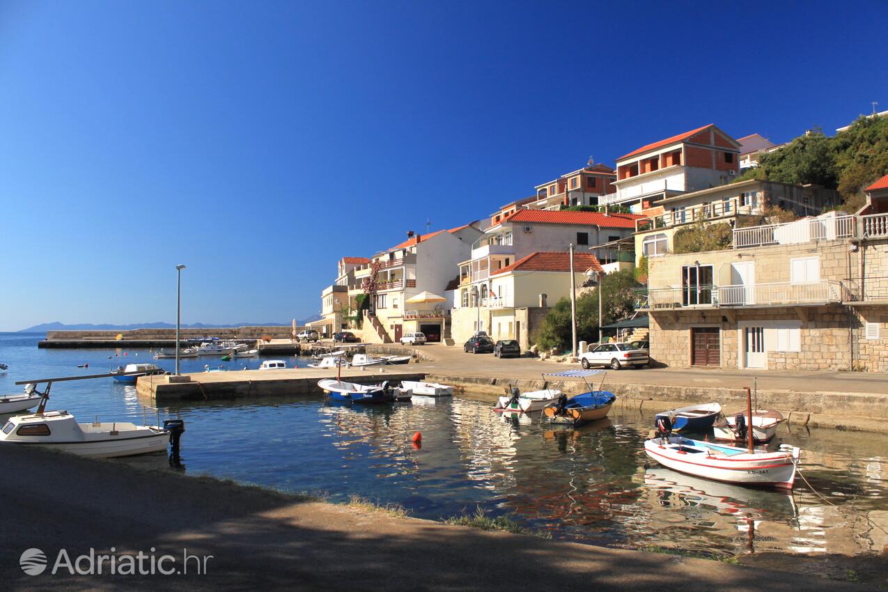 Zavalatica Korčula szigeten (Južna Dalmacija)