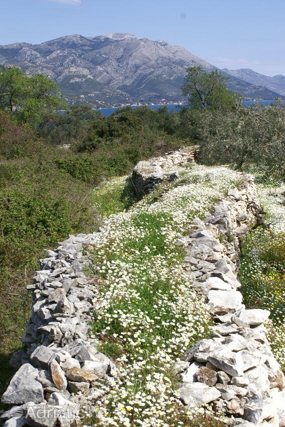 Kneža na ostrove Korčula (Južna Dalmacija)