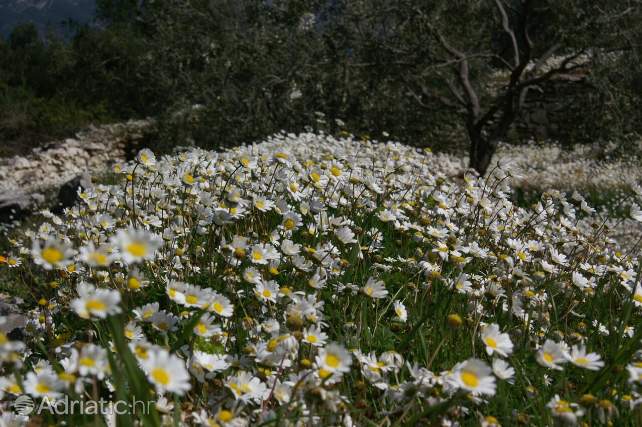 Kneža Korčula szigeten (Južna Dalmacija)