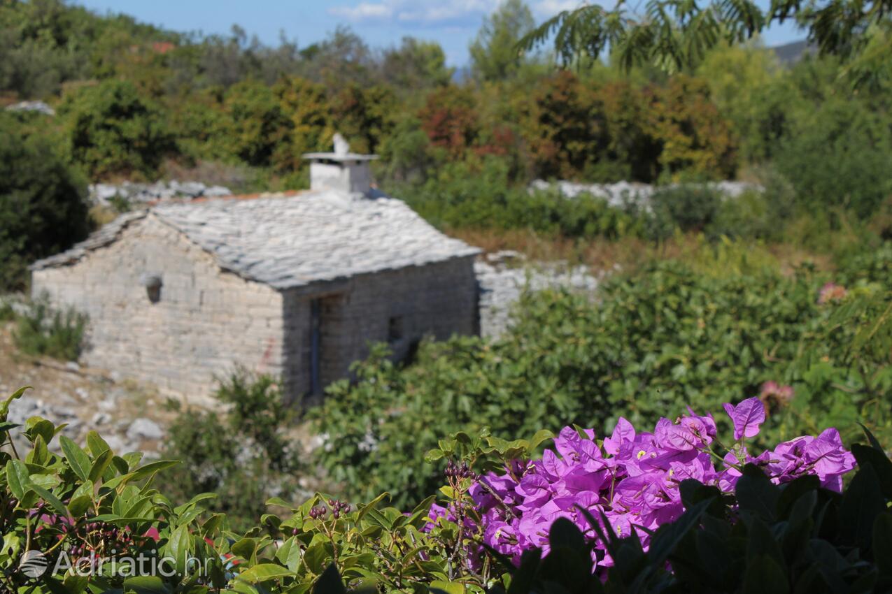 Kneža Korčula szigeten (Južna Dalmacija)