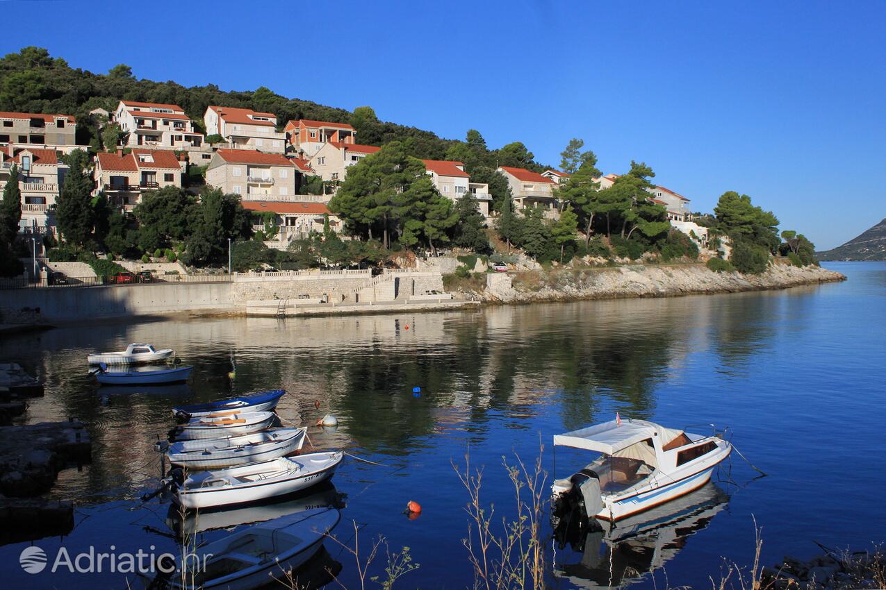 Medvinjak острові Korčula (Južna Dalmacija)