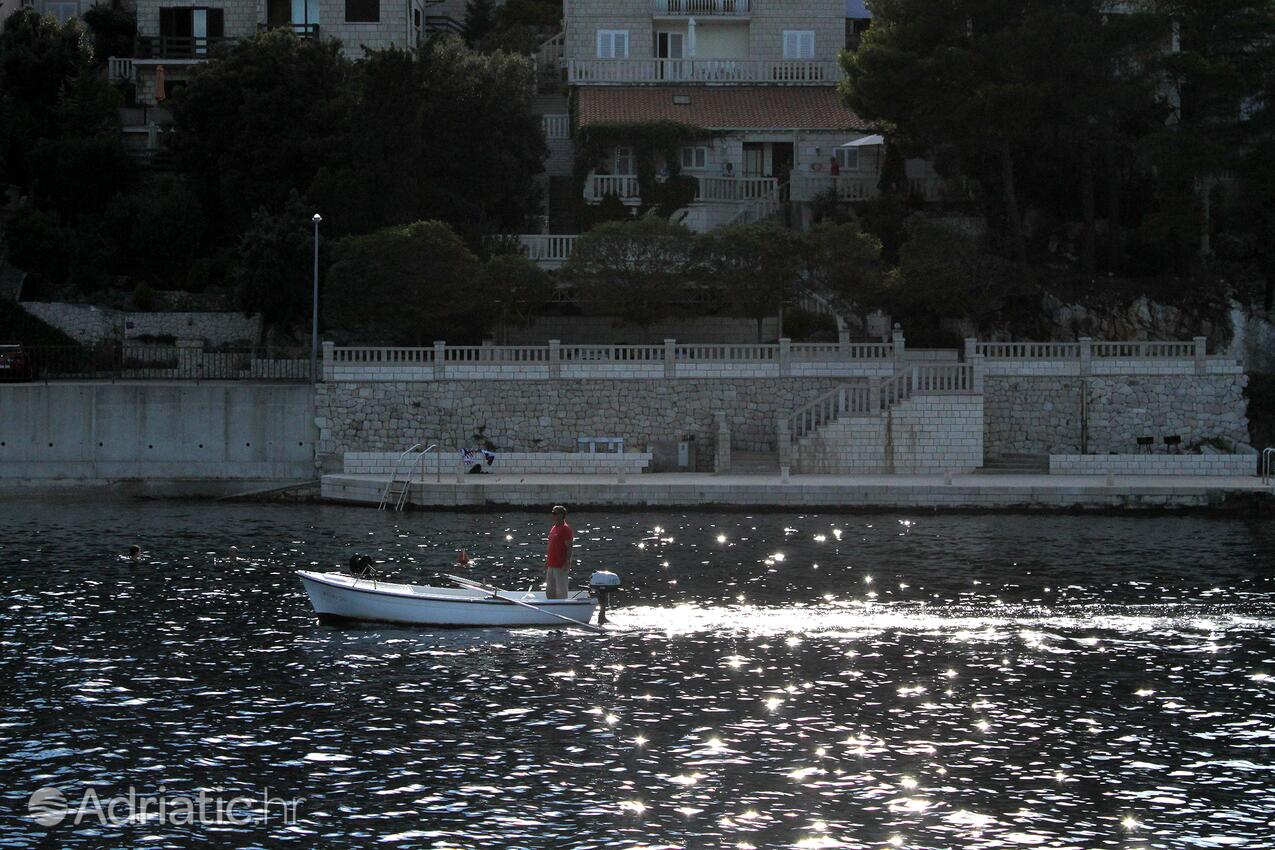 Medvinjak острові Korčula (Južna Dalmacija)