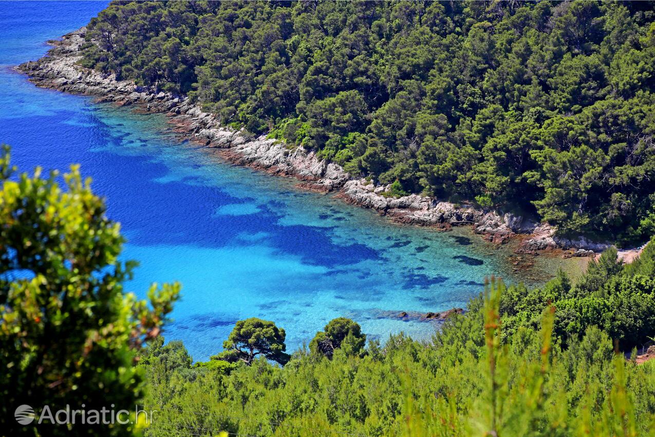 Trstenik en la ribera Pelješac (Južna Dalmacija)