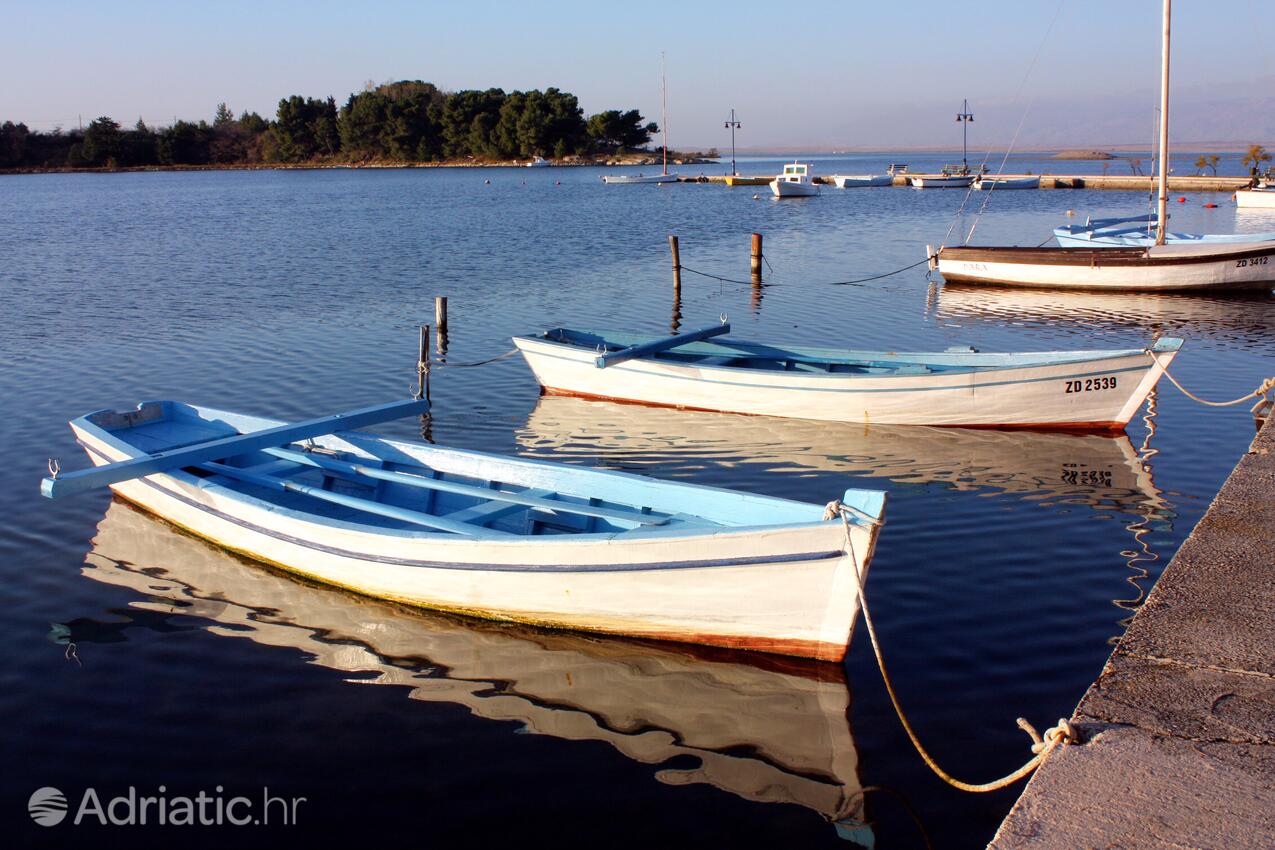 Zukve Zadar riviérán (Sjeverna Dalmacija)