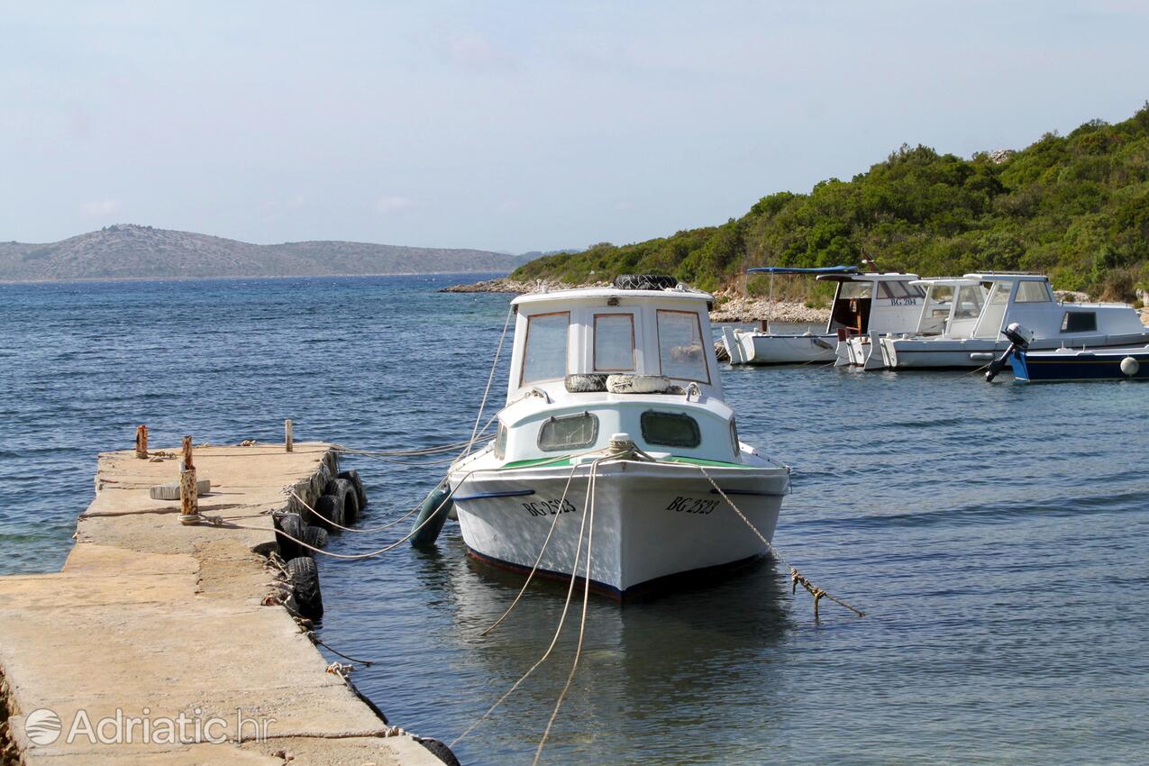 Kobiljak na ostrově Pašman (Sjeverna Dalmacija)