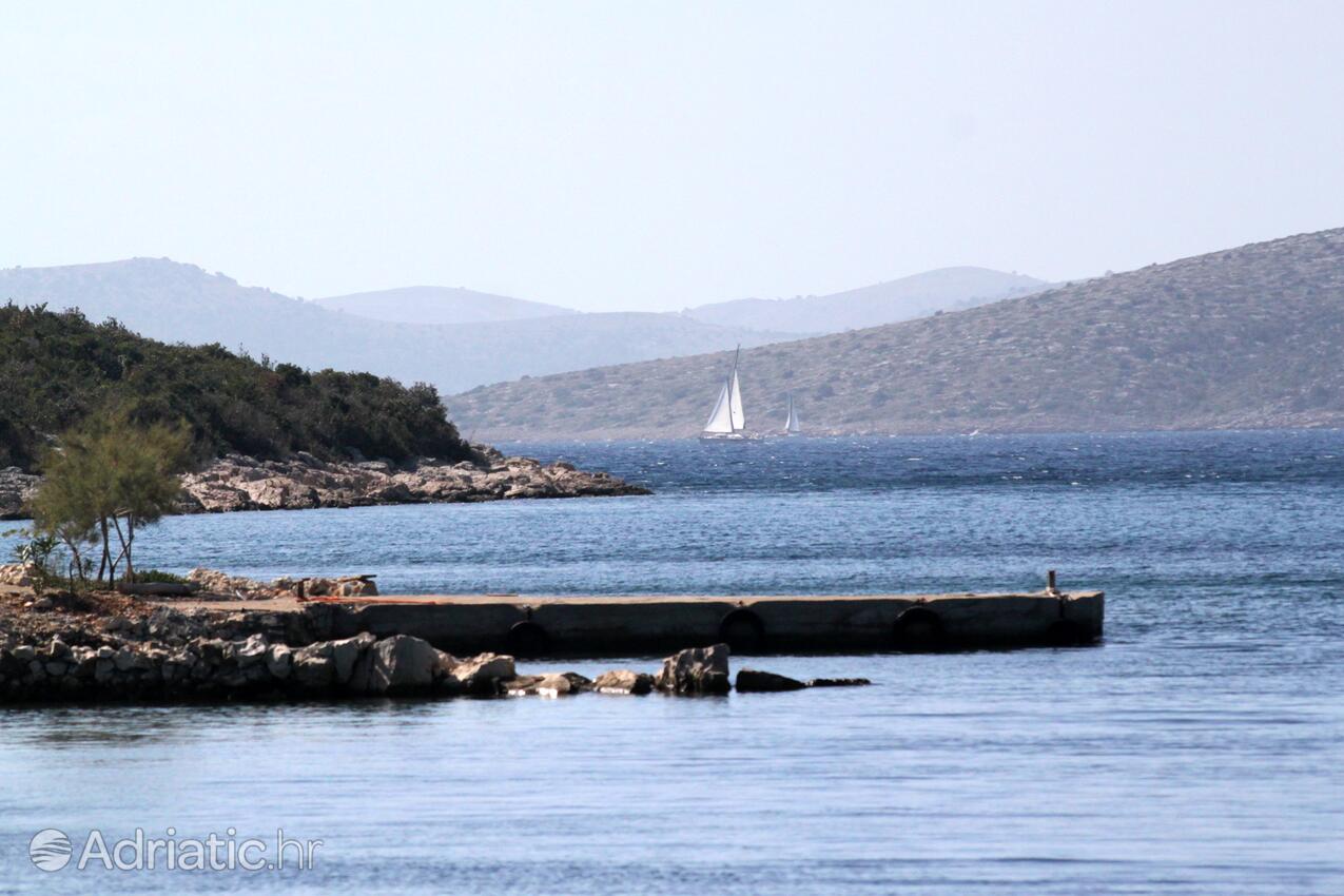 Kobiljak na ostrově Pašman (Sjeverna Dalmacija)