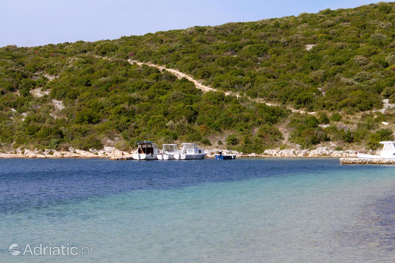 Kobiljak auf der Insel  Pašman (Sjeverna Dalmacija)