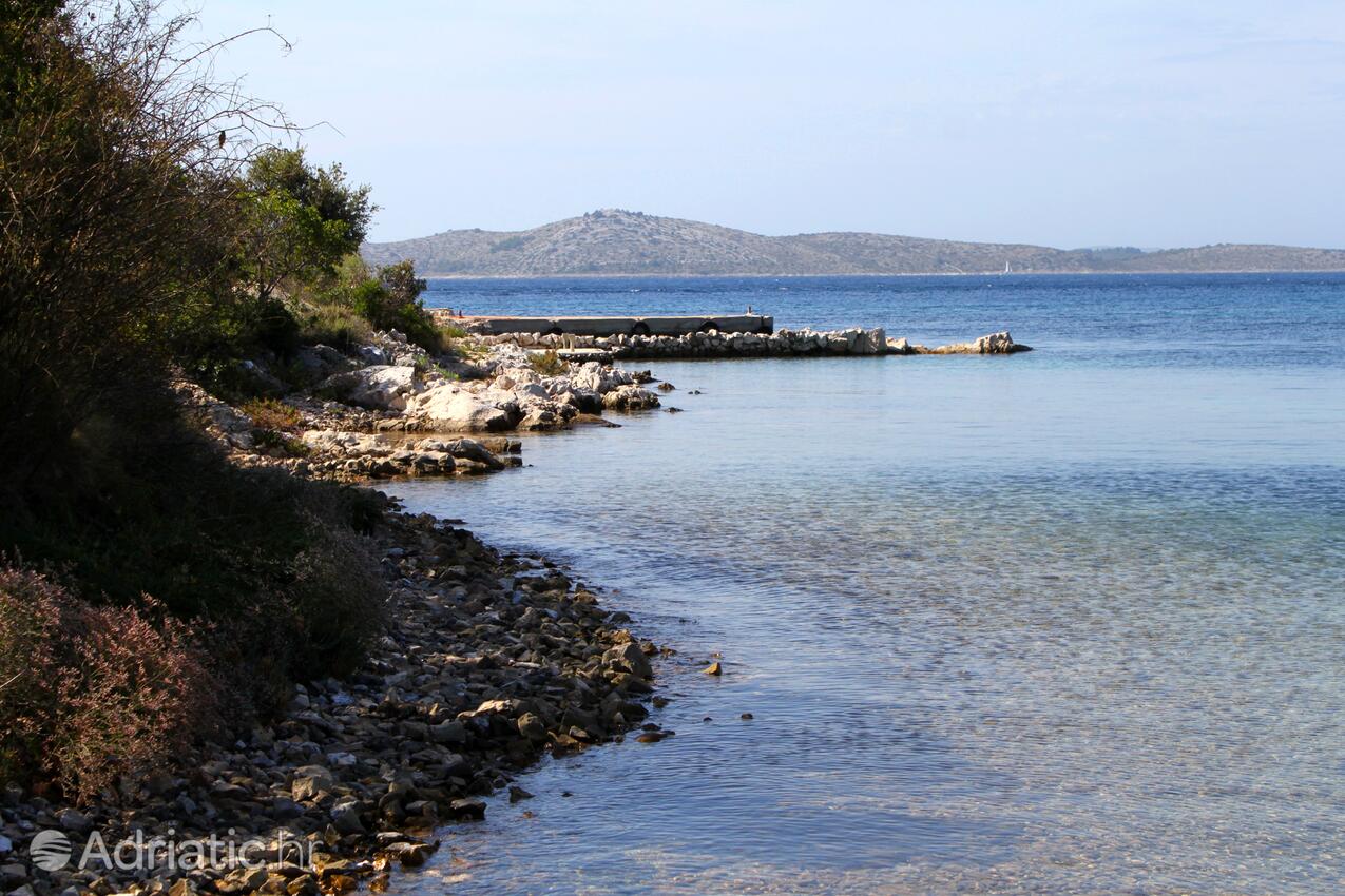 Kobiljak på otoku Pašman (Sjeverna Dalmacija)