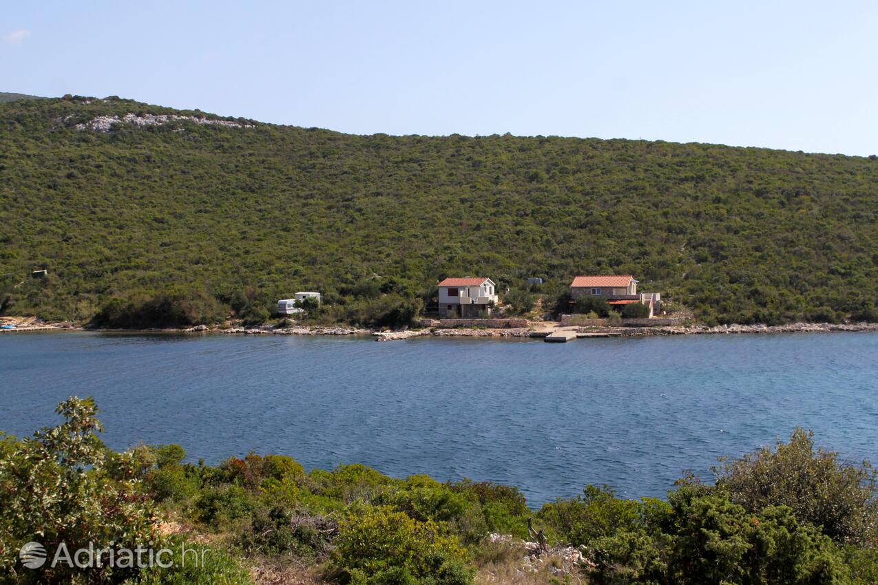 Kobiljak na otoku Pašman (Sjeverna Dalmacija)