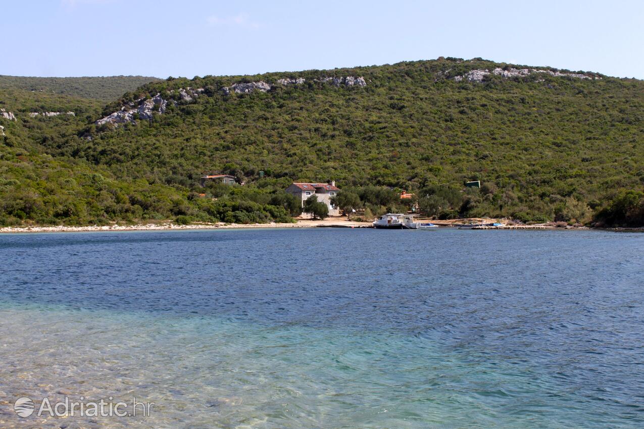 Kobiljak auf der Insel  Pašman (Sjeverna Dalmacija)