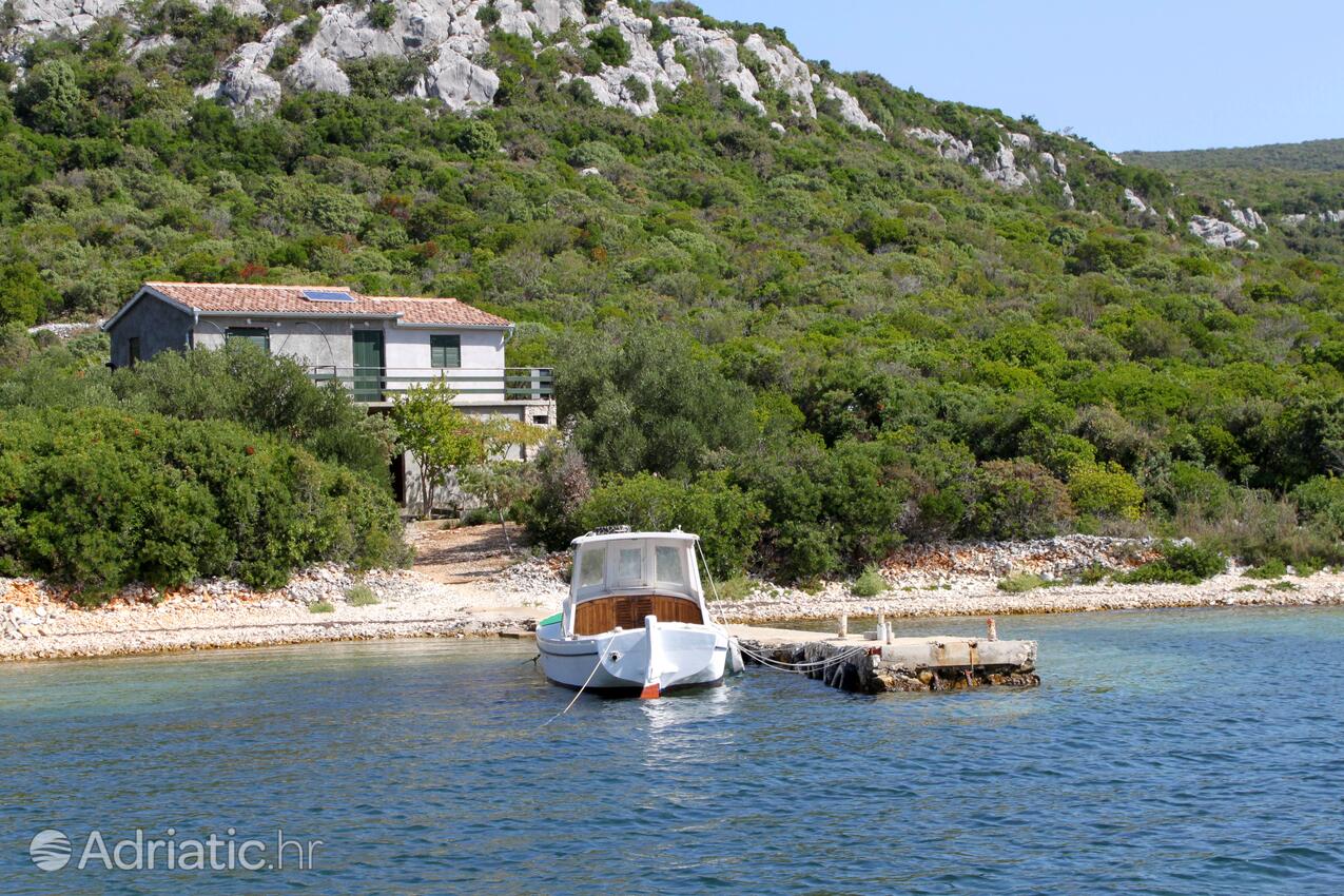 Kobiljak pe insula Pašman (Sjeverna Dalmacija)